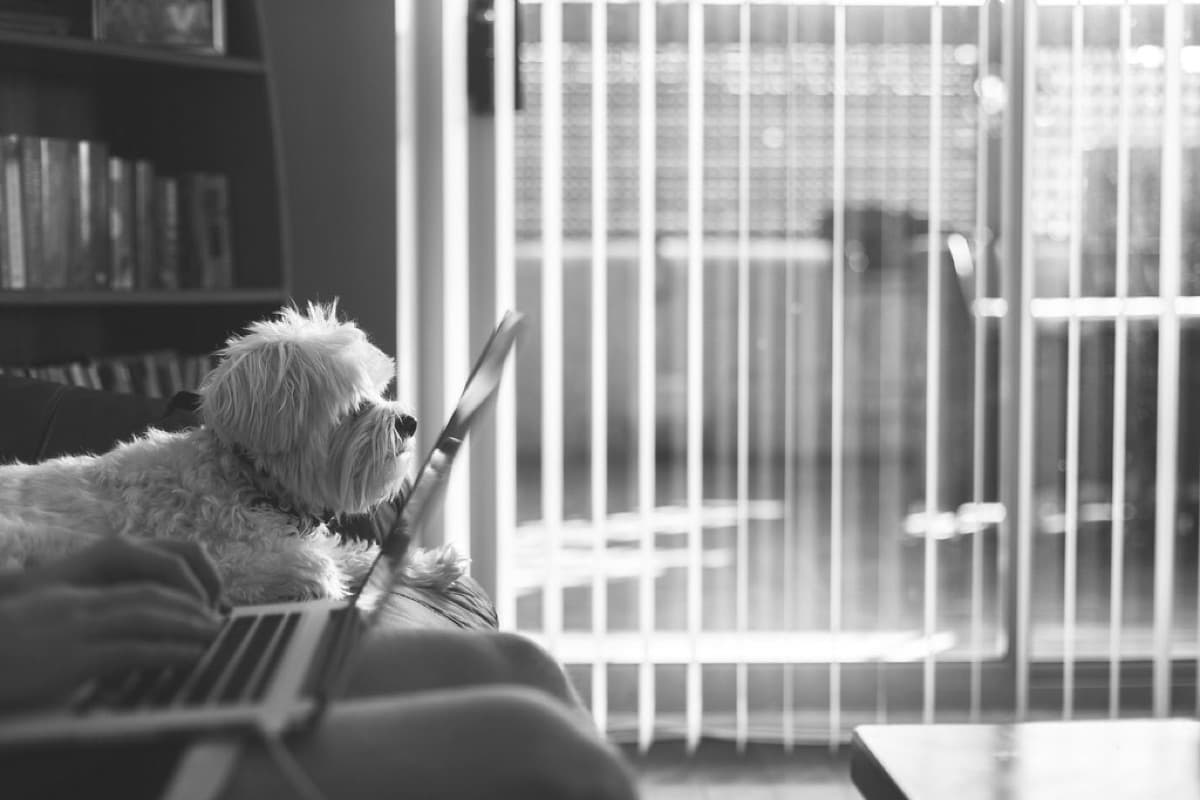 Cane che aspetta vicino alla finestra